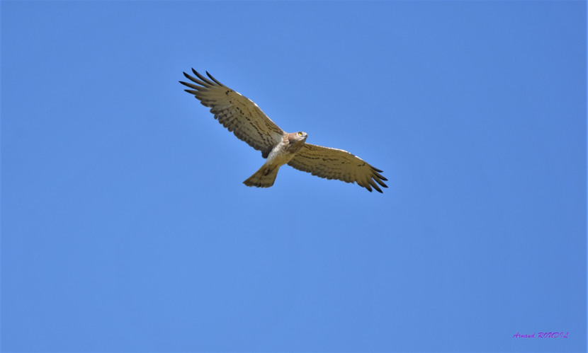 Circaète &copy; Arnaud ROUDIL