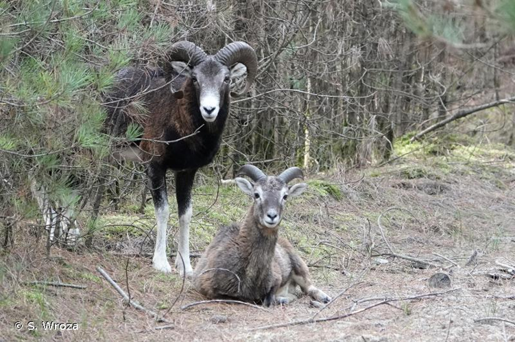 mouflon corse &copy; S. Wroza