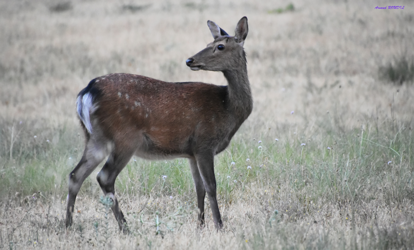 Cervus nippon &copy; A. ROUDIL