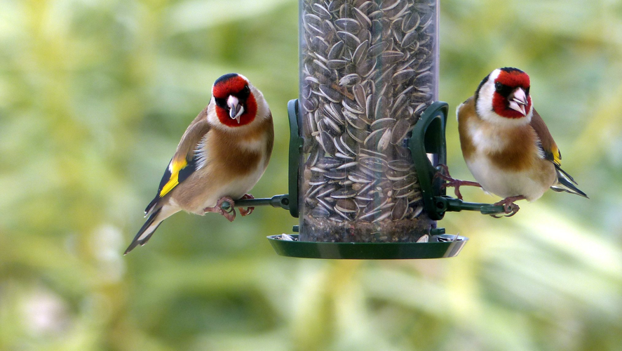 chardonneret élégant &copy; Sébastien BONTEMPS