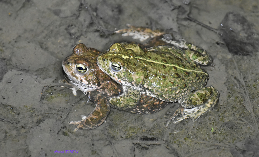 crapaud &copy; Arnaud ROUDIL