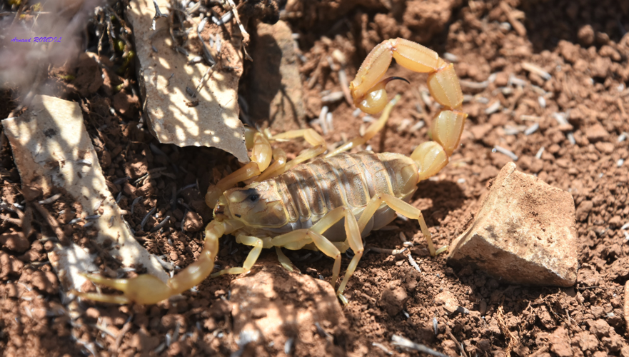 buthus &copy; Arnaud ROUDIL