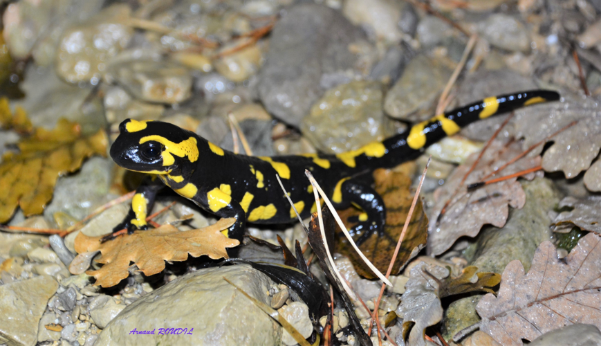 Salamandra &copy; Arnaud ROUDIL