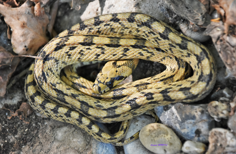 couleuvre à échelons &copy; Arnaud ROUDIL