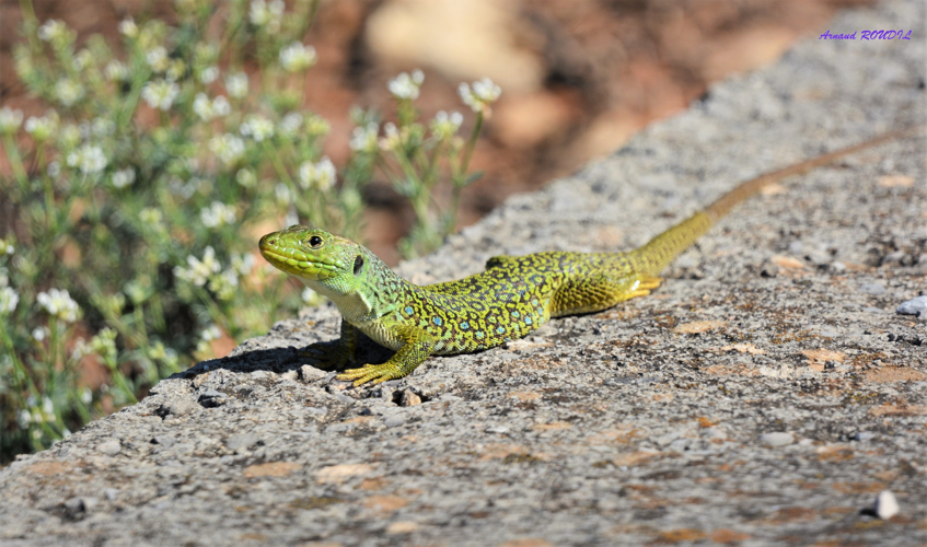 Lézard ocellé &copy; Arnaud ROUDIL