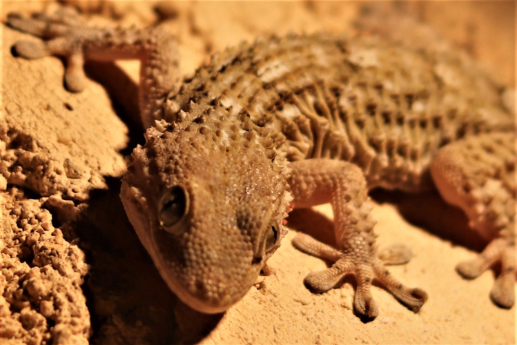 tarente &copy; Sébastien BONTEMPS