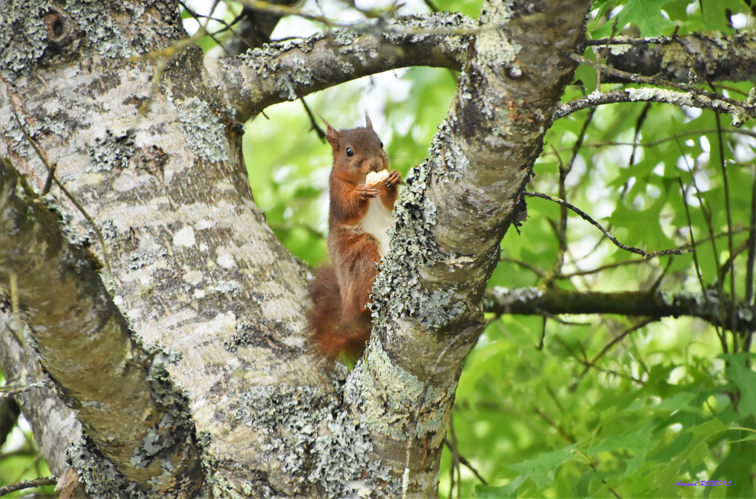Ecureuil &copy; Arnaud ROUDIL
