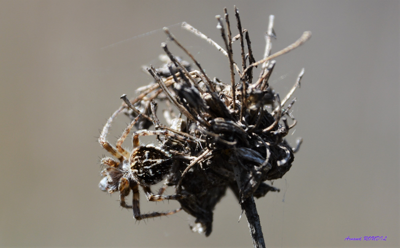 épeire de velours &copy; Arnaud ROUDIL
