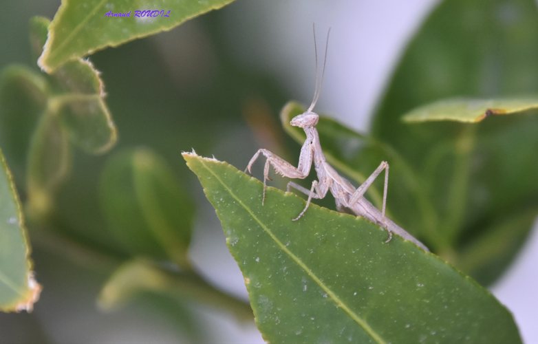 mante &copy; Arnaud ROUDIL
