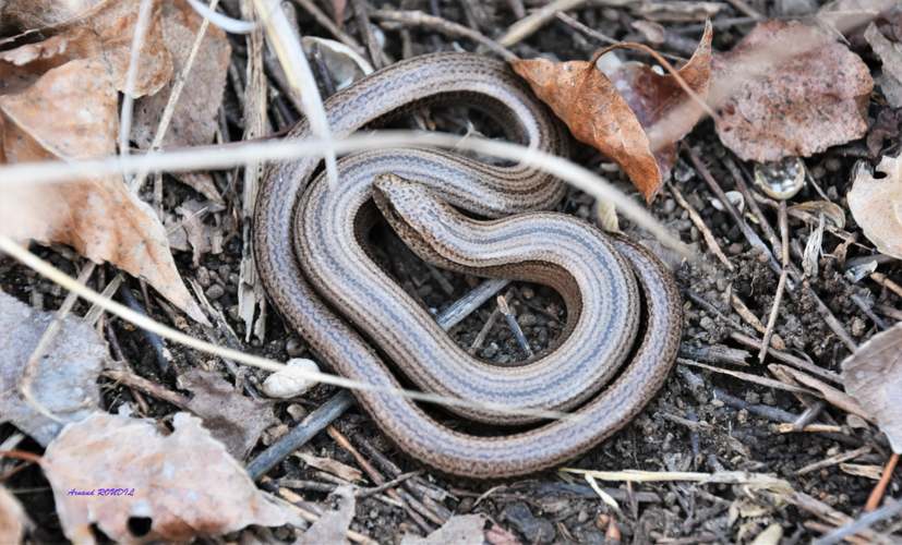 orvet &copy; Arnaud ROUDIL