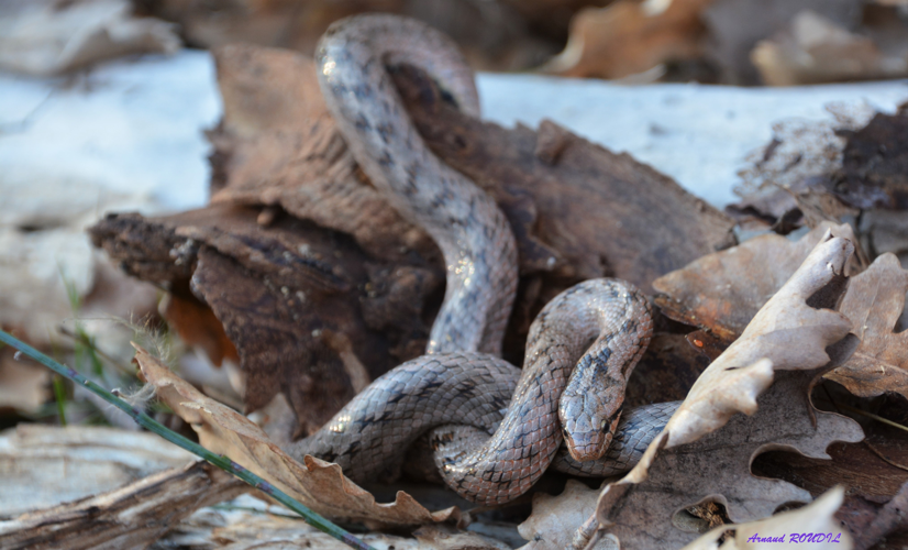 coronelle &copy; Arnaud ROUDIL