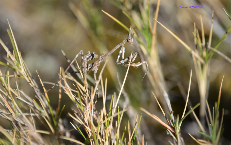 Empuse &copy; Arnaud ROUDIL