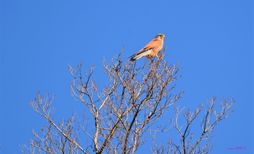 faucon crécerelle &copy; Arnaud ROUDIL