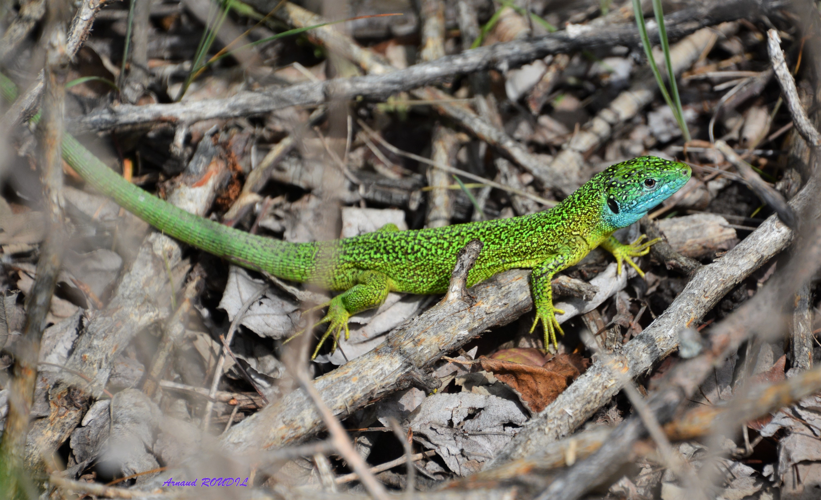 lézard à deux raies &copy; Arnaud ROUDIL