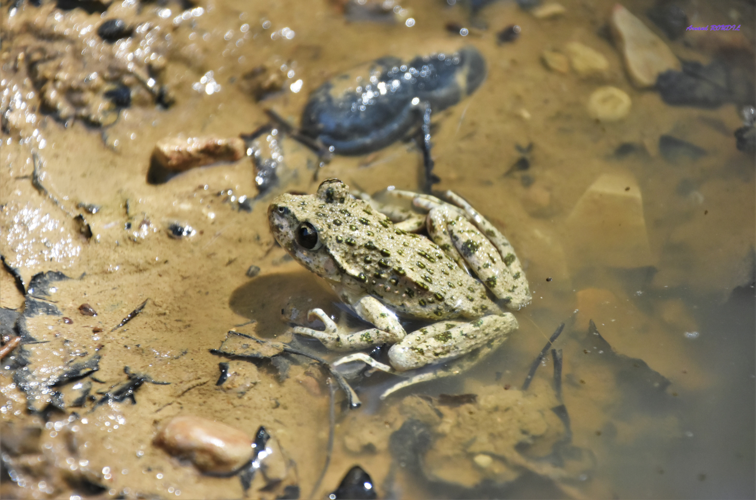 Pélodyte &copy; Arnaud ROUDIL