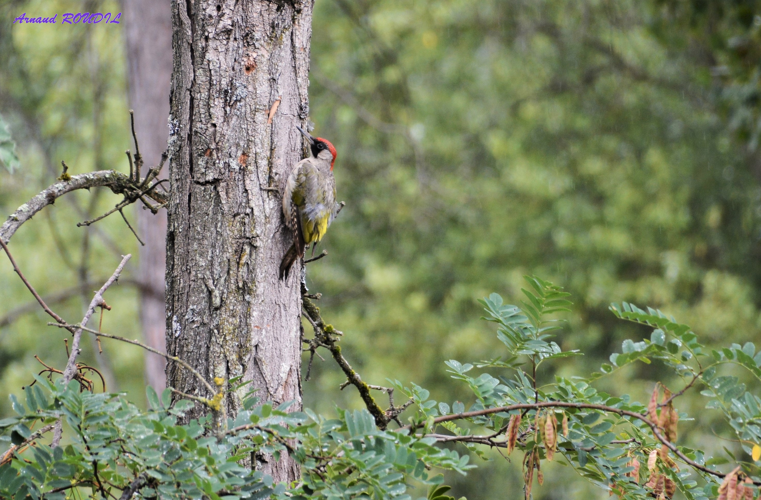 Pic vert &copy; Arnaud ROUDIL
