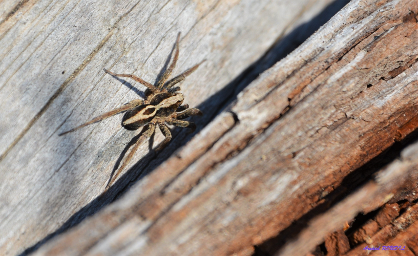 Lycose renard &copy; Arnaud ROUDIL