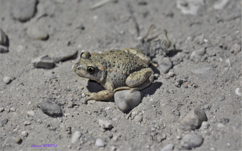 crapaud accoucheur &copy; Arnaud ROUDIL