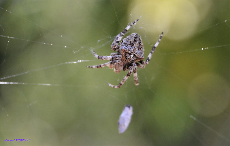 épeire anguleuse &copy; Arnaud ROUDIL
