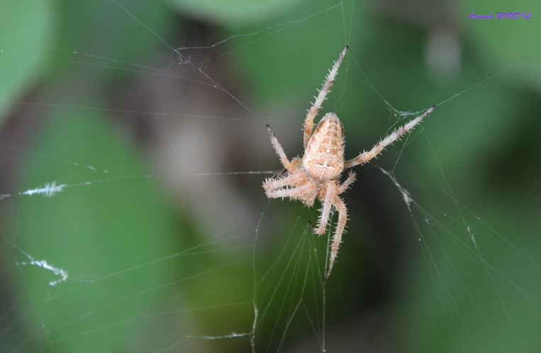 Epeire diadème &copy; Arnaud ROUDIL