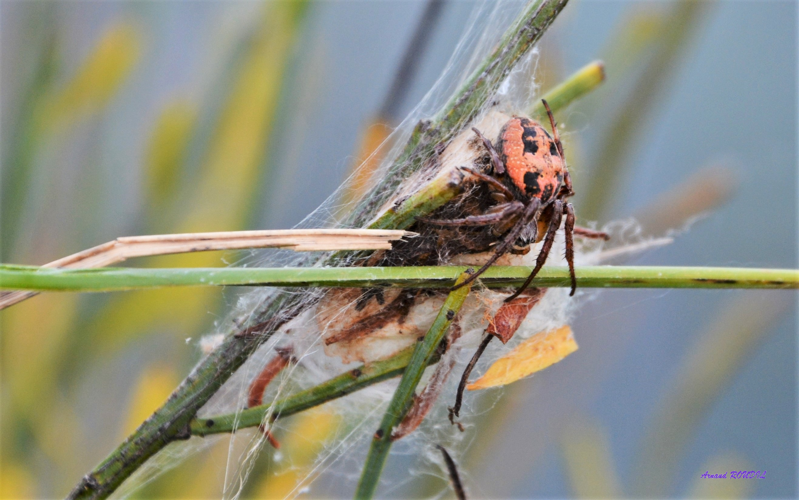 Epeire des roseaux &copy; Arnaud ROUDIL