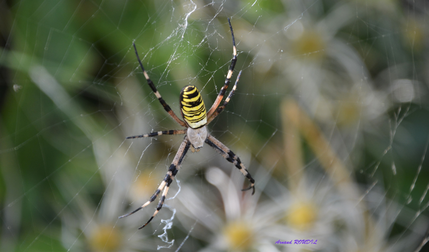 Epeire frelon &copy; Arnaud ROUDIL