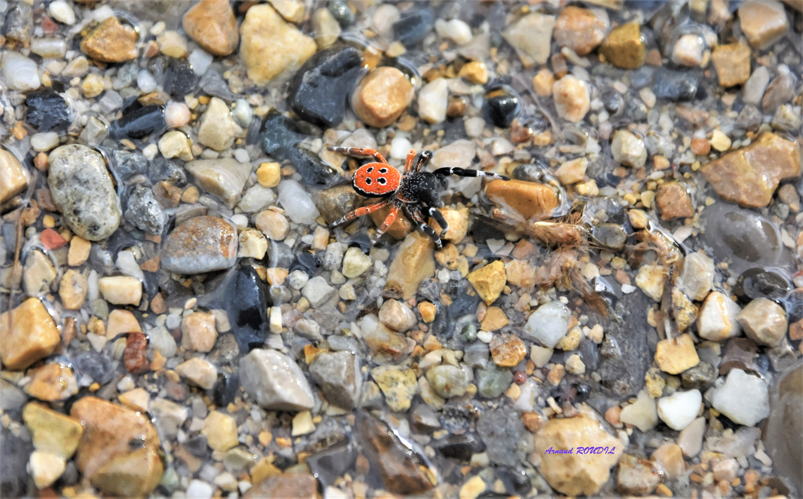Erese coccinelle &copy; Arnaud ROUDIL