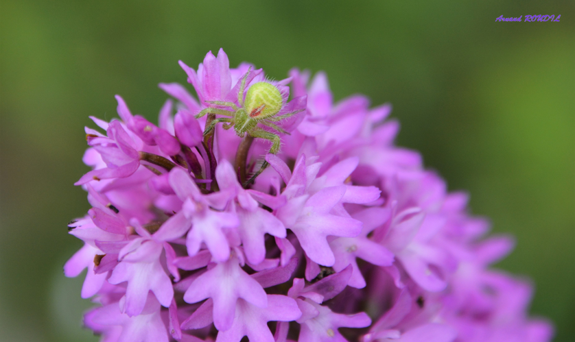 Heriaeus hirtus &copy; Arnaud ROUDIL