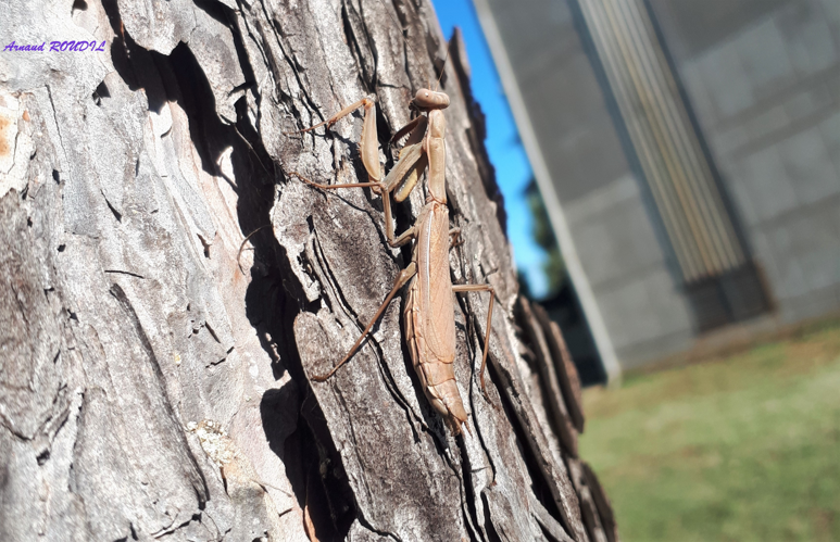 mante ocellée &copy; 