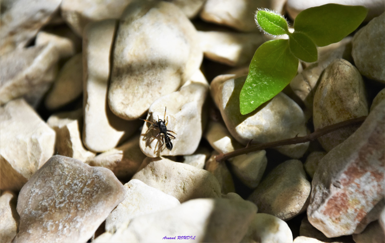 Leptorchestes &copy; Arnaud ROUDIL
