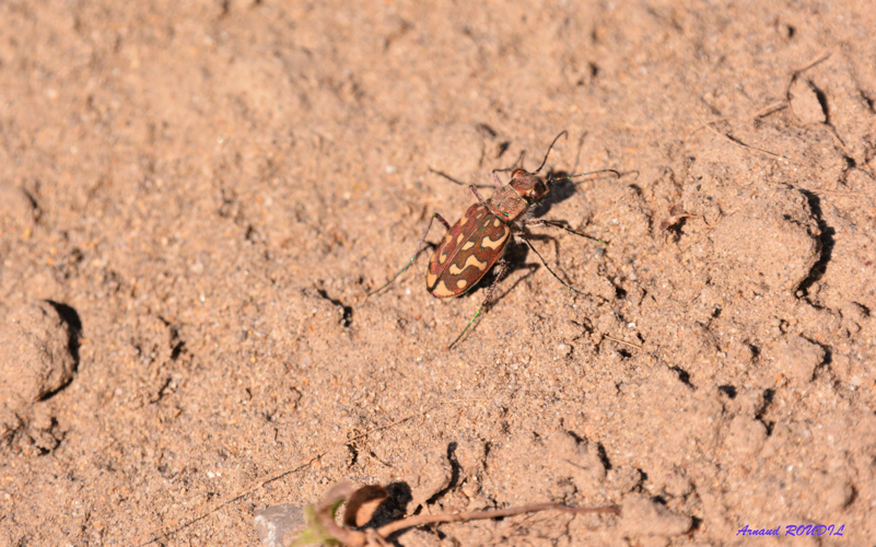 Cicindèle flexueuse &copy; Arnaud ROUDIL