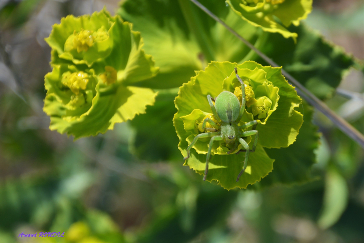 micommata ligura &copy; Arnaud ROUDIL