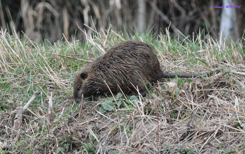 ragondin &copy; Arnaud ROUDIL