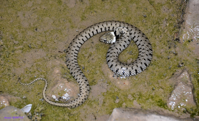 couleuvre à collier &copy; Arnaud ROUDIL