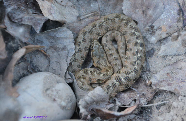 couleuvre vipérine &copy; Arnaud ROUDIL