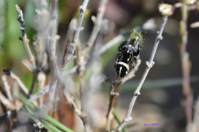 Pellenes nigrociliatus &copy; 