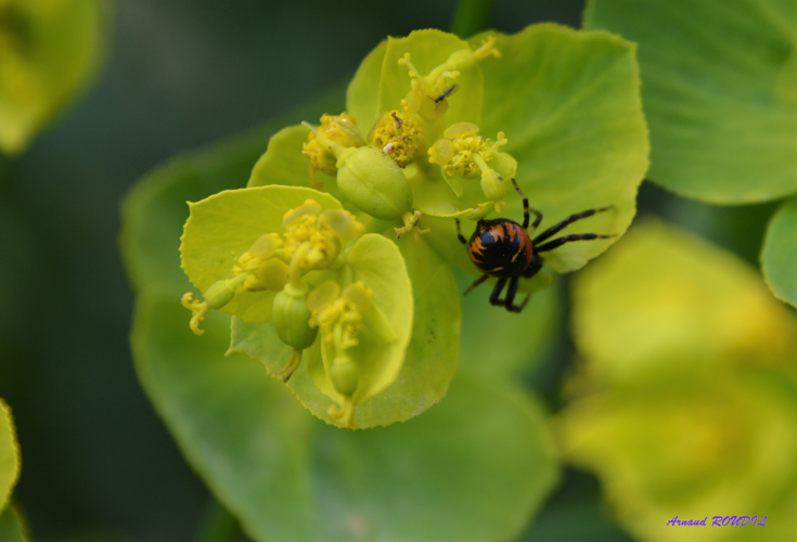 Thomise Napoléon &copy; Arnaud ROUDIL