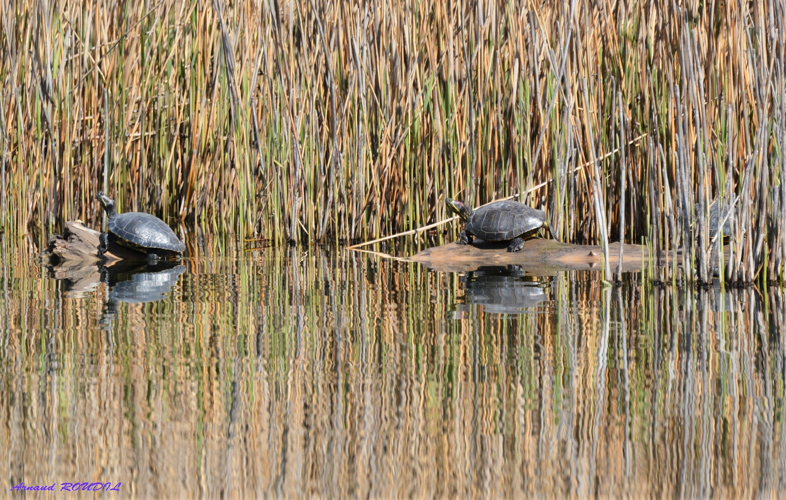 Tortue de Floride &copy; Arnaud ROUDIL
