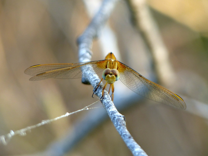 Libellule &copy; Sébastien BONTEMPS