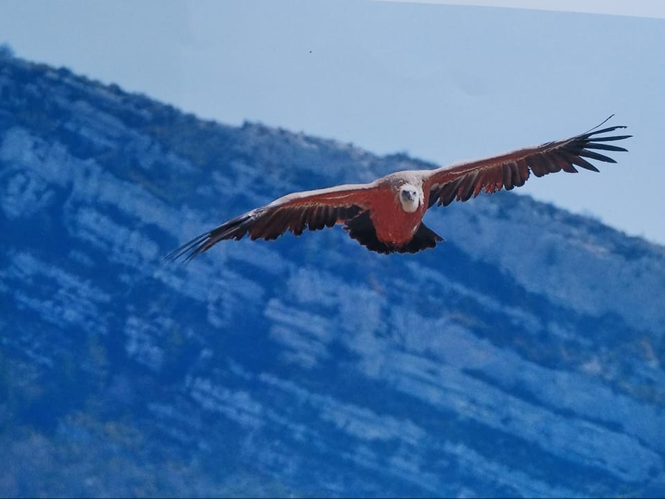 Vautour &copy; Sébastien BONTEMPS