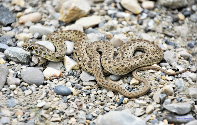 Couleuvre &copy; Arnaud ROUDIL