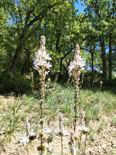 Asphodèle &copy; Sébastien BONTEMPS