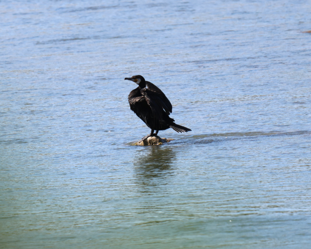 Grand Cormoran &copy; Sébastien BONTEMPS