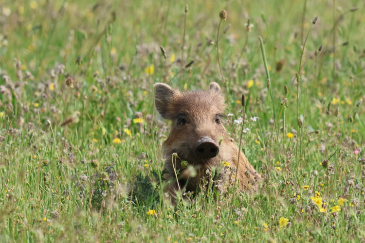 marcassin &copy; Sébastien BONTEMPS