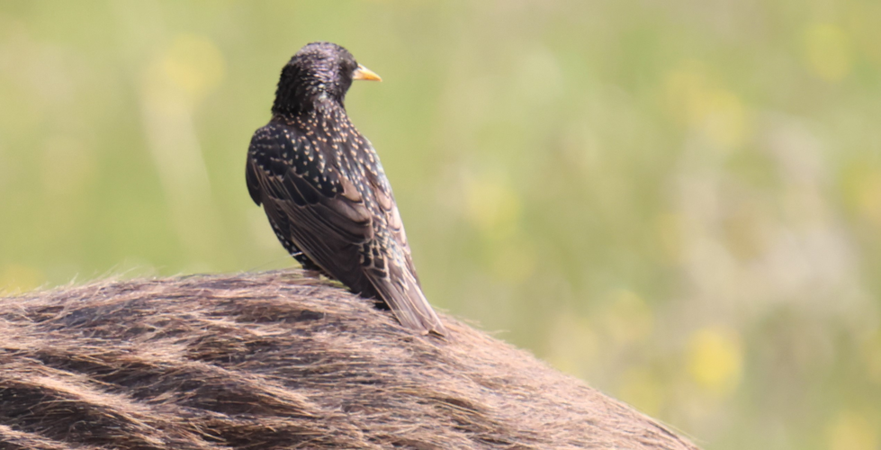 à dos de sanglier &copy; Sébastien BONTEMPS