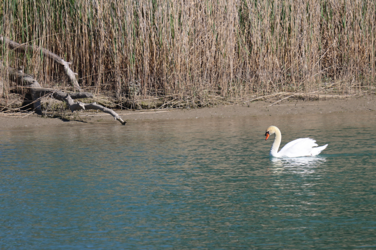 cygne en Durance &copy; Sébastien BONTEMPS