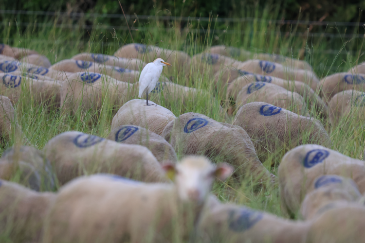 héron garde-boeufs &copy; Sébastien BONTEMPS