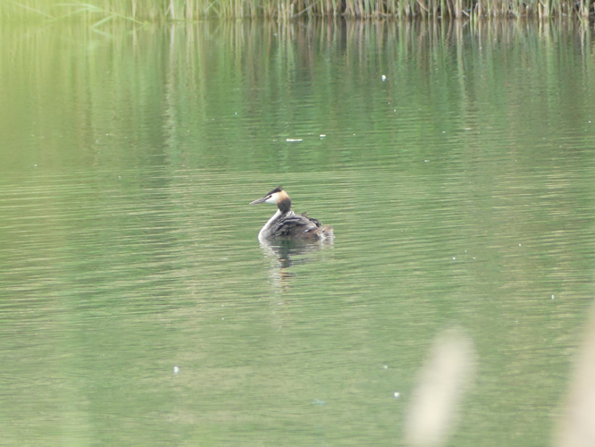 Grèbe huppé &copy; Sébastien BONTEMPS