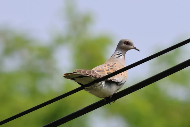 tourterelle des bois &copy; Sébastien BONTEMPS