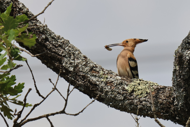 A table &copy; Sébastien BONTEMPS